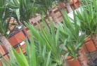 Murgonplant-nursery-10.jpg; ?>